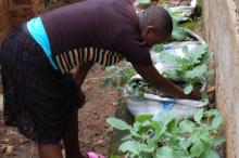 urban farming 
