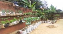 Ssengendo’s urban farm in Kirombe, Kampala