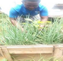 akalanda Phiona, a resident of Katwe I, practising box gardening