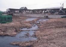 animal agriculture 